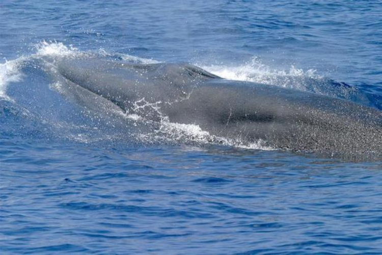 นักวิทยาศาสตร์ได้ตั้งชื่อวาฬสายพันธุ์ใหม่เมื่อปีที่แล้ว